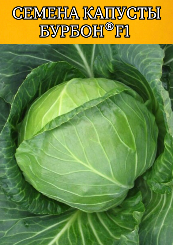 Бурбон F1 2500 штук семена капусты белокочанной