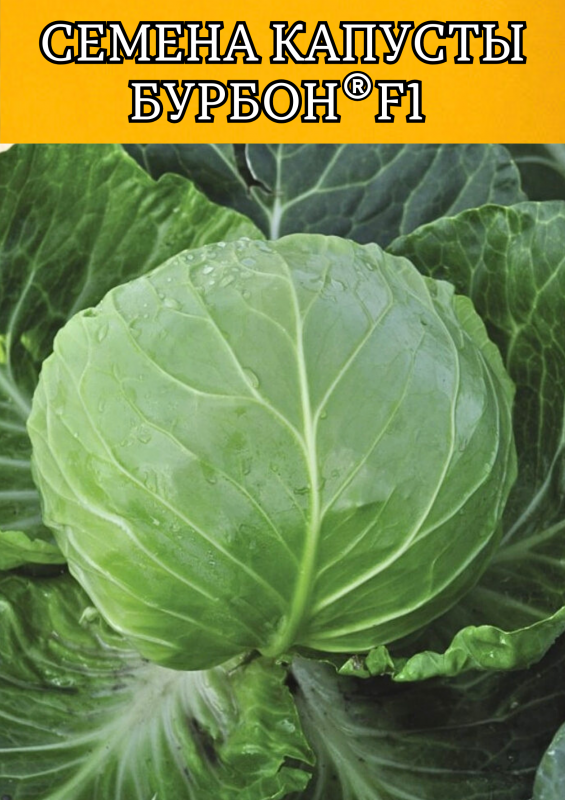 Бурбон F1 2500 штук семена капусты белокочанной