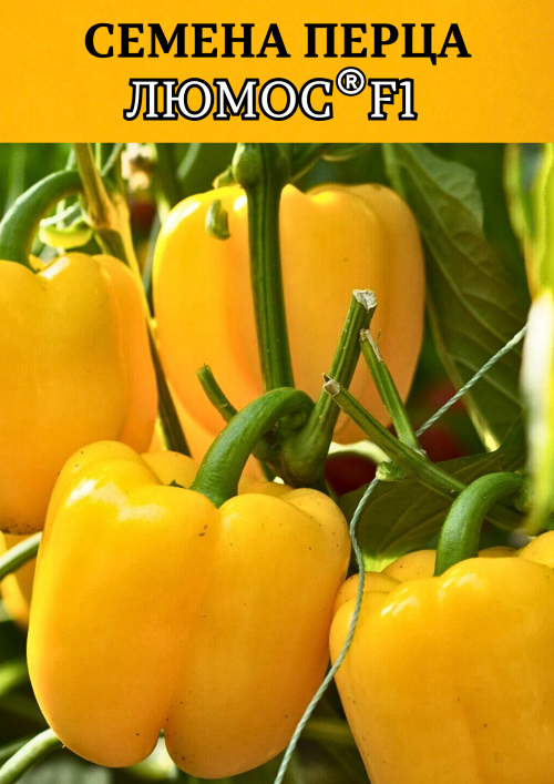 Люмос F1 500 штук семена сладкого перца
