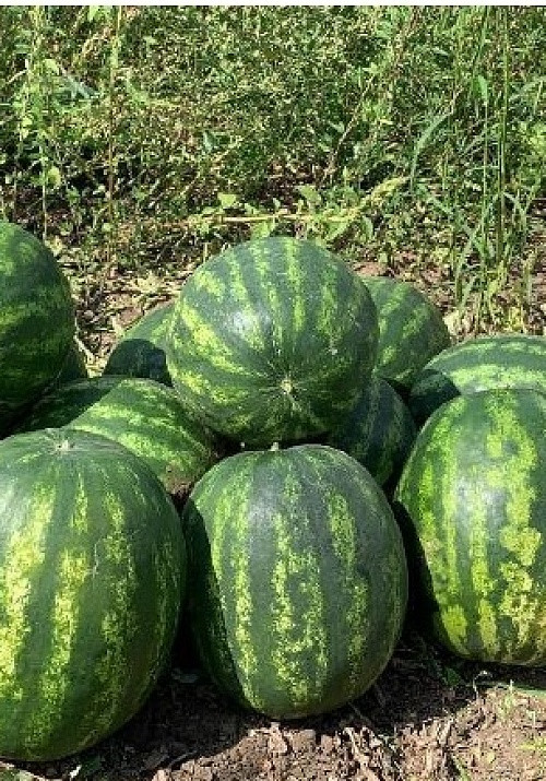 Ред Хэвен F1 1000 штук семена арбуза