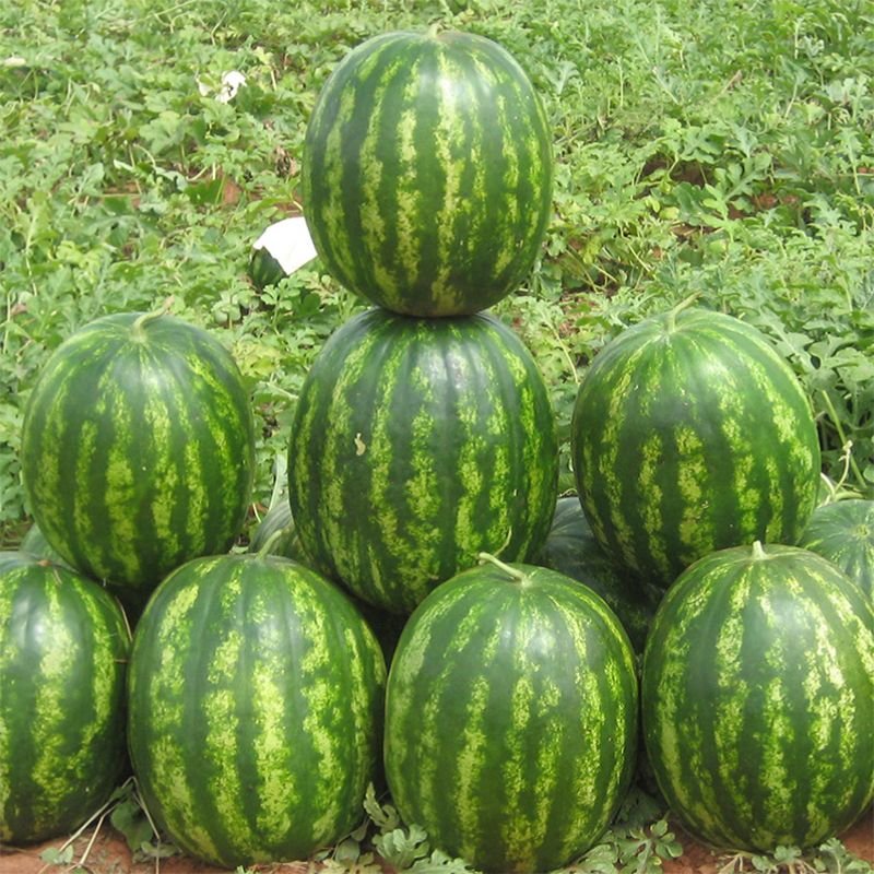 Бархан F1 1000 штук семена арбуза