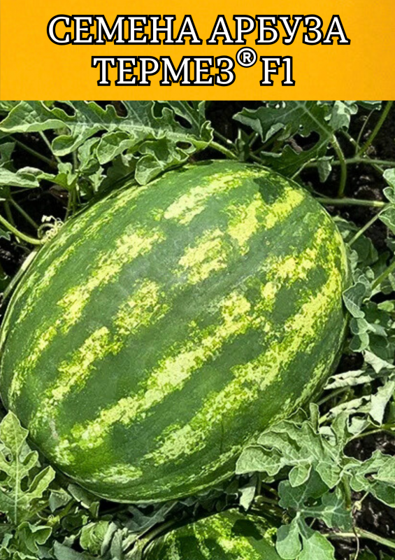 ТЕРМЕЗ F1 семена арбуза