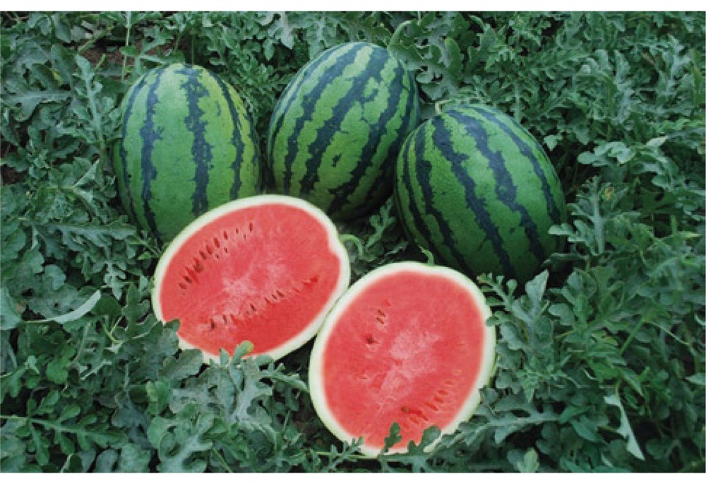 ТЕРМЕЗ F1 семена арбуза