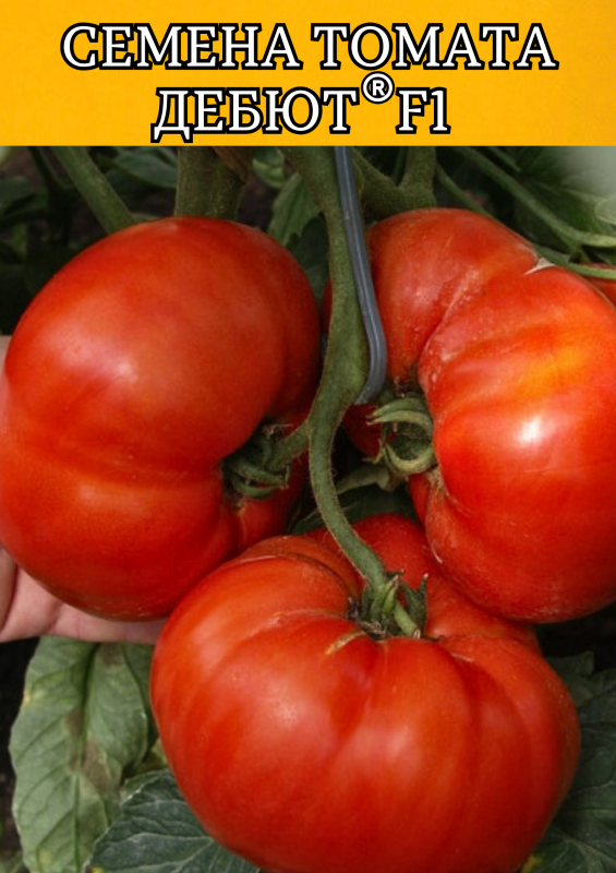 Дебют F1 семена томата