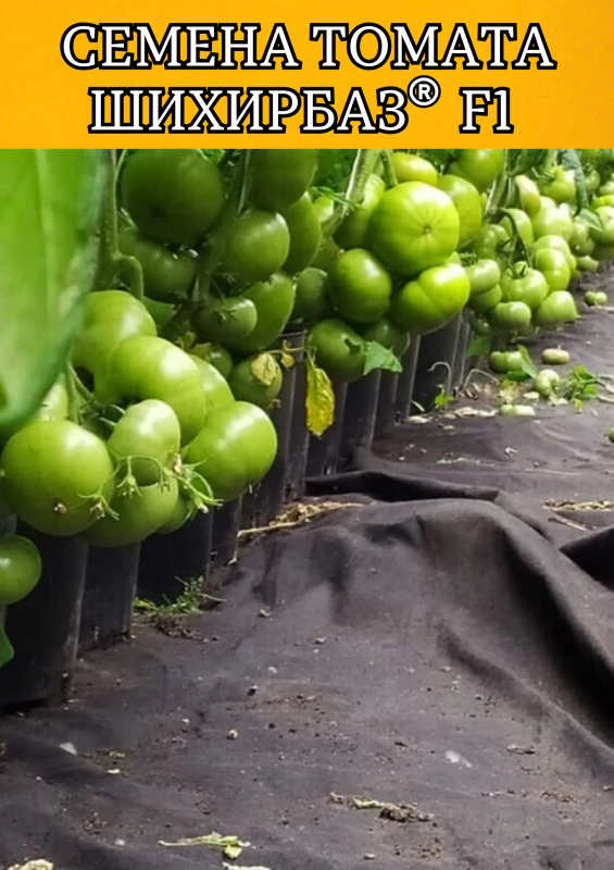 Шихирбаз F1 500 штук семена томата