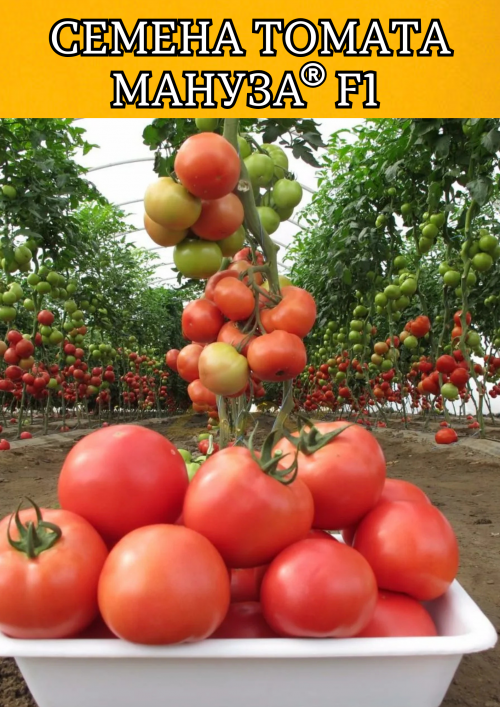 Мануза F1 штук семена томата