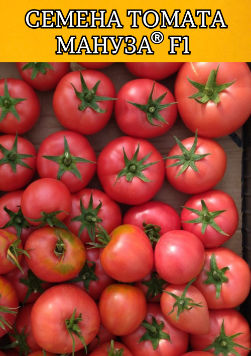 Мануза F1 штук семена томата