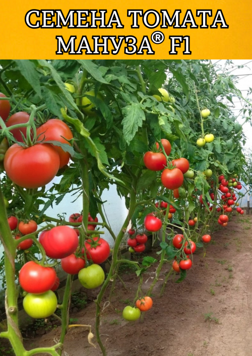 Мануза F1 штук семена томата