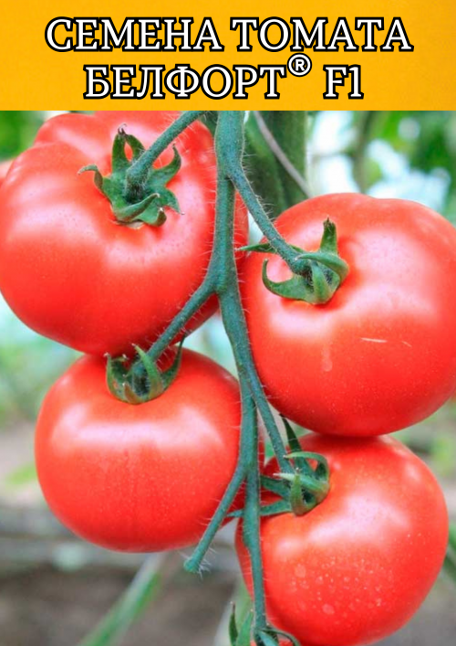 Белфорт F1 семена томата