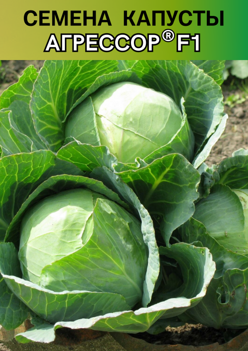 Агрессор F1 семена капусты белокочанной
