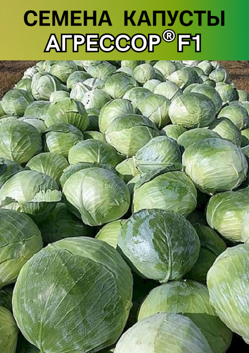Агрессор F1 семена капусты белокочанной