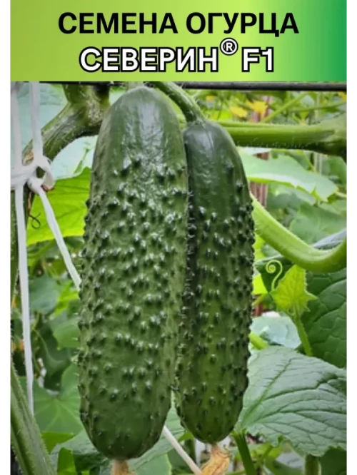Северин F1 семена огурца