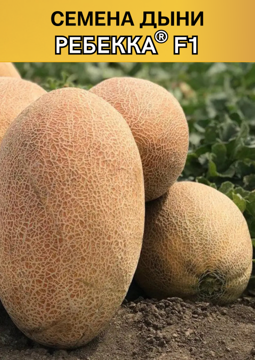 Ребекка F1 семена дыни