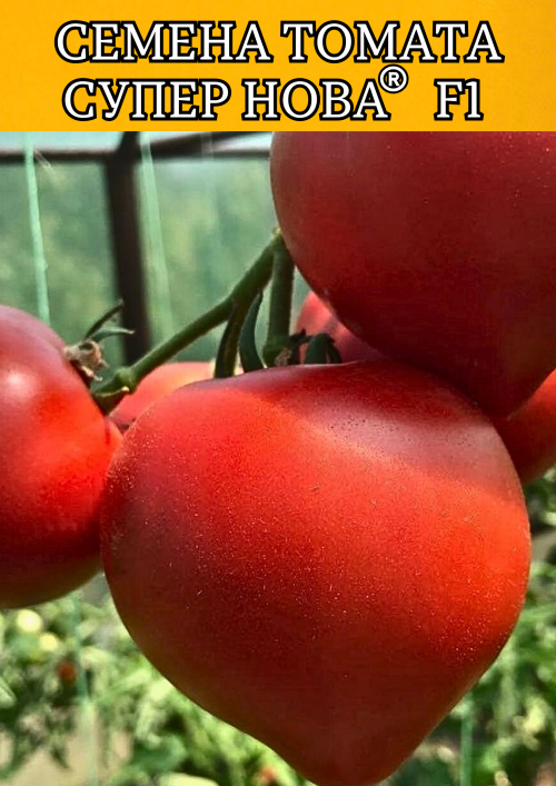 Супер Нова F1 (Примо Ред F1) 1000 штук семена томата