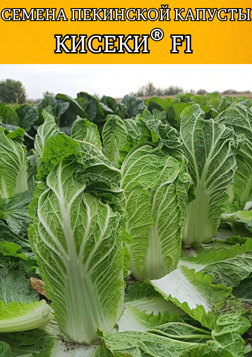 Кисеки F1 семена пекинской капусты