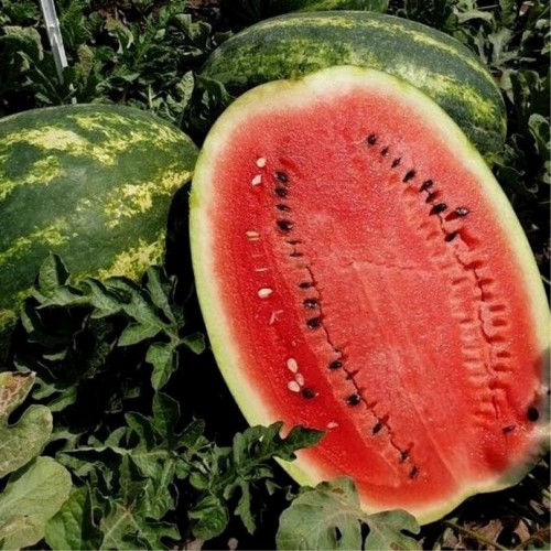 Кримсон Руби F1 семена арбуза