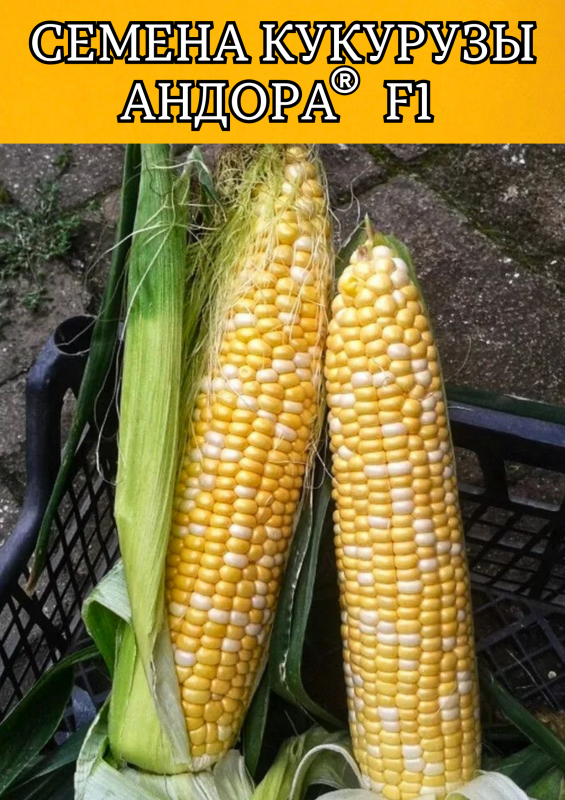 Андора F1 5000 семян семена кукурузы-биколор