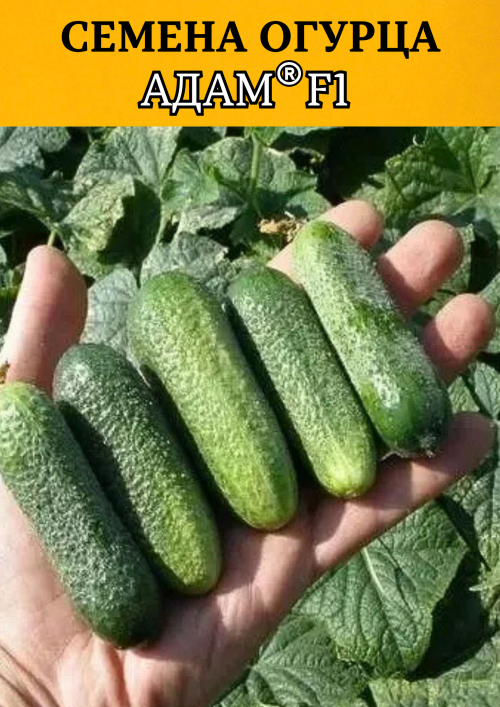 Адам F1 семена огурца