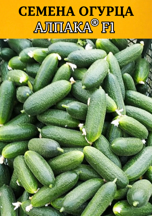 Алпака (Альпака) F1 семена огурца