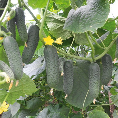 Гуннар F1 500 штук семена огурца