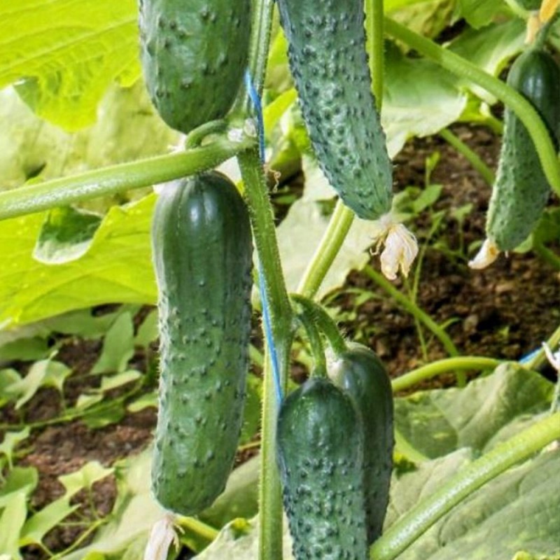 Гуннар F1 500 штук семена огурца