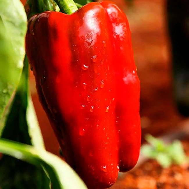 Помпео F1 1000 штук семена перца сладкого