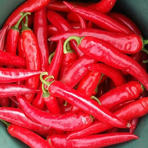 Шакира F1 500 штук семена острого перца