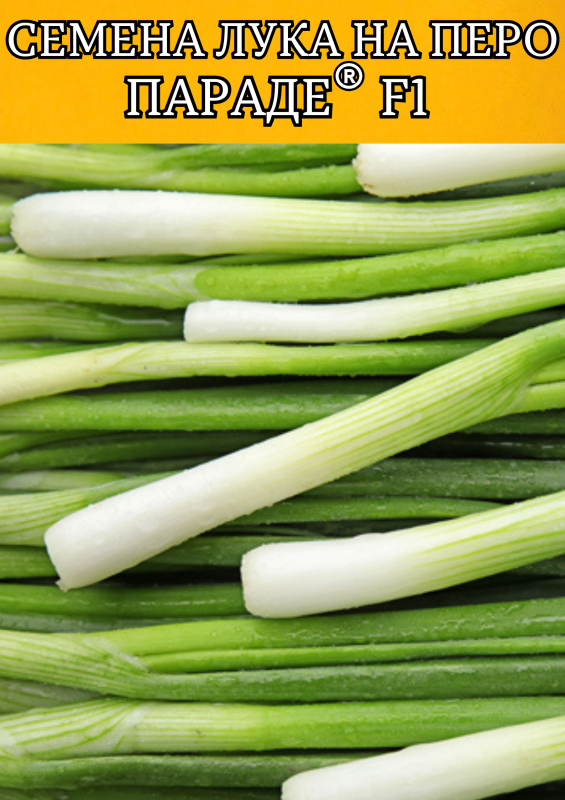 Параде F1 семена лука на перо (2.25-2.50mm)
