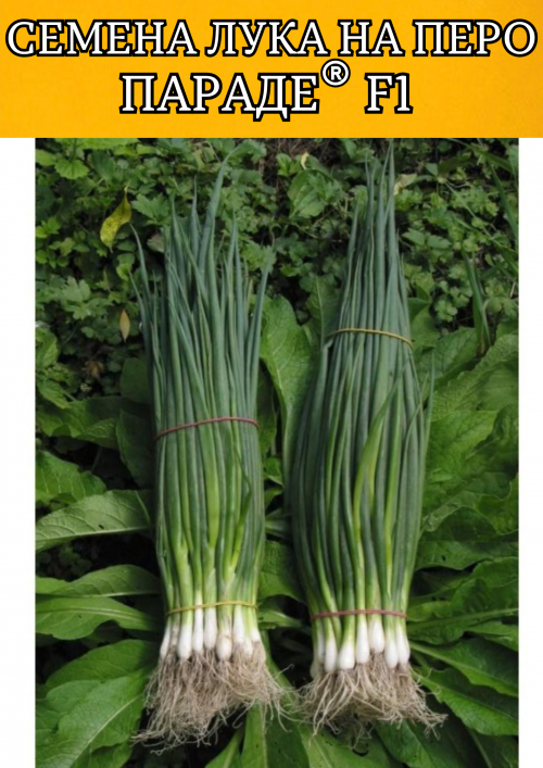 Параде F1 семена лука на перо (2.25-2.50mm)
