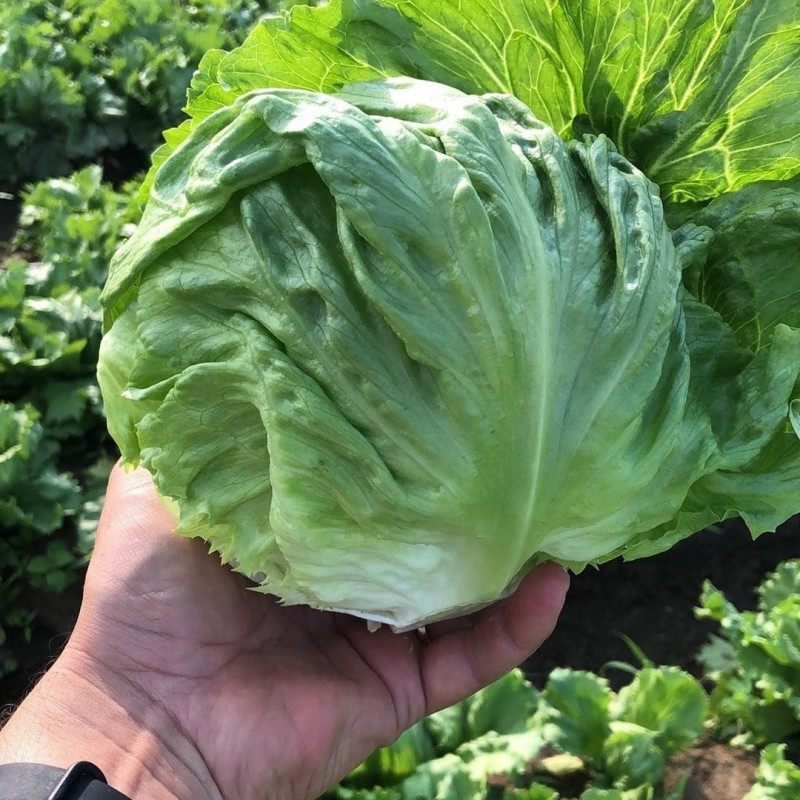 Диамантинас семена салата айсберг 5000 штук