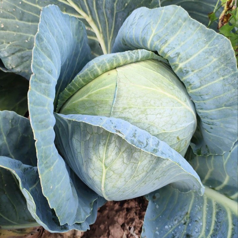 Ферро F1 семена капусты белокочанной 2500 штук