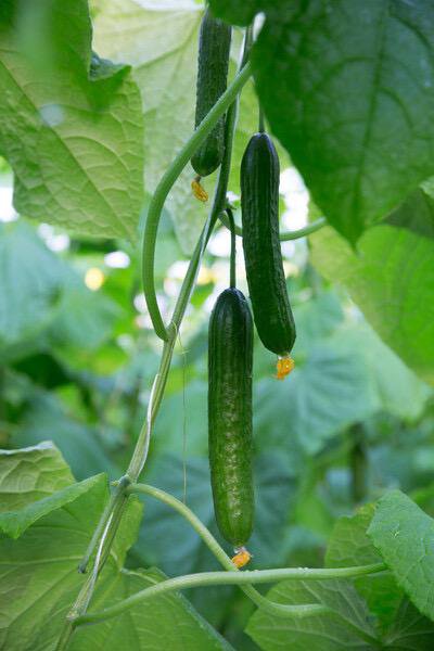 Мева F1 семена огурца 100 штук