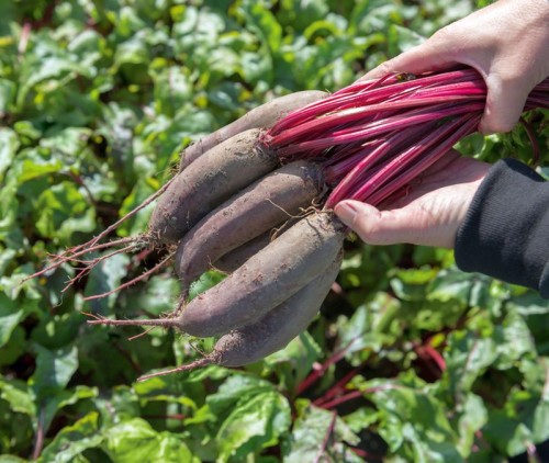 Таунус F1 семена свеклы