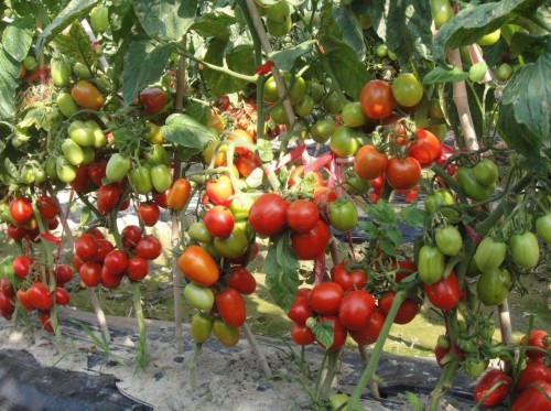 GL3402 Хайнц F1 семена томата 5000 штук