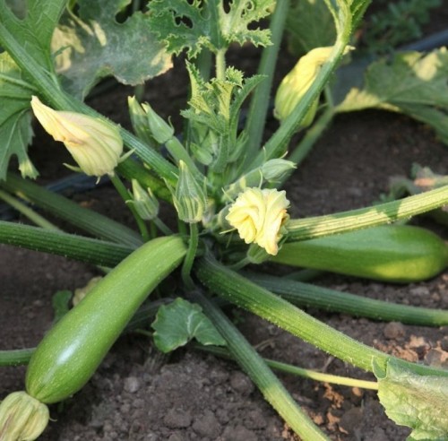 Язума F1 семена кабачка 500 штук