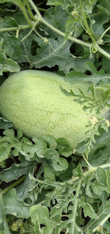 Чарльстон Грей F1 семена арбуза 500 штук