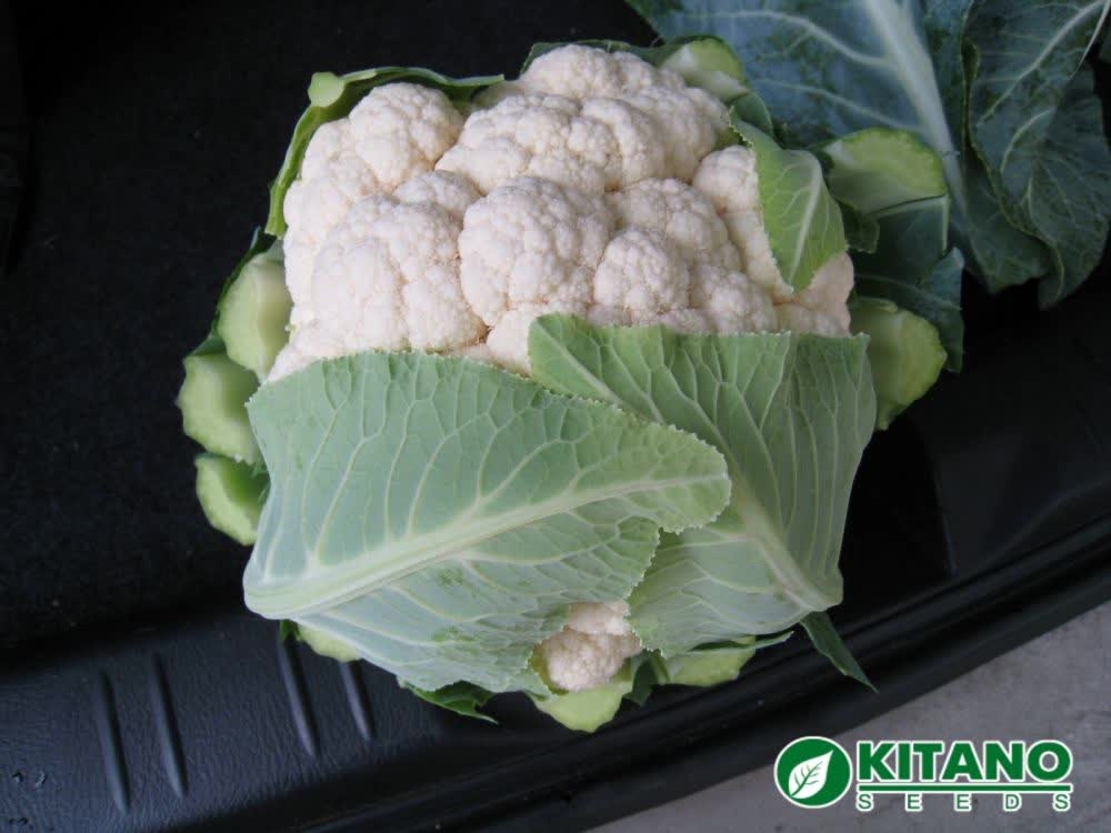 Мисора F1 семена цветной капусты