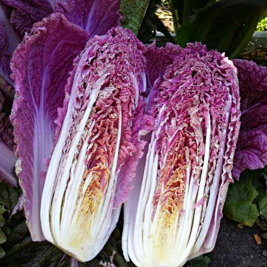 Ямада F1 семена капусты пекинской