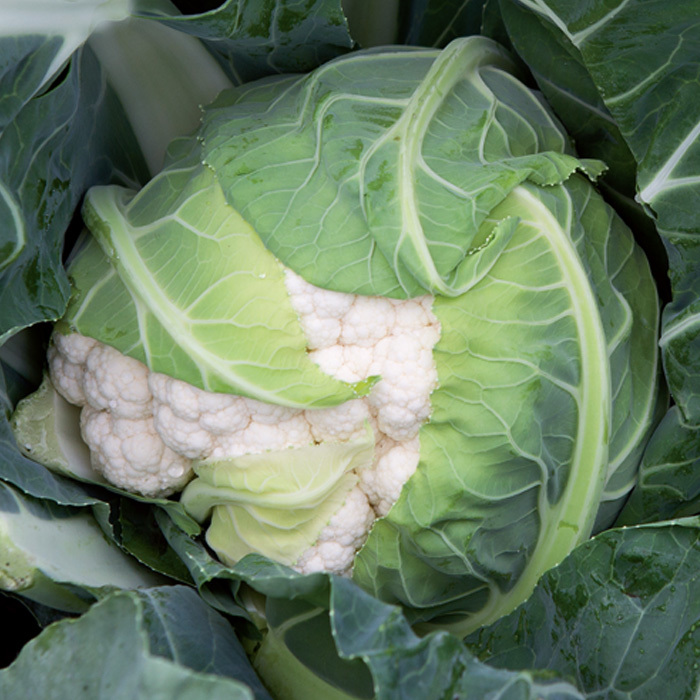 Форталеза F1 семена цветной капусты
