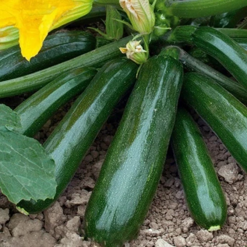 Диамант F1 семена кабачка