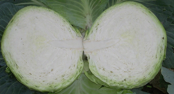 Заказ F1 семена белокочанной капусты