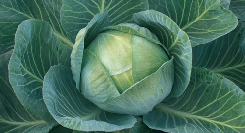 Арривист F1 семена белокочанной капусты 2500 штук