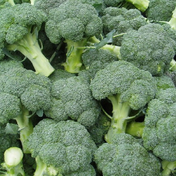 СВ 1002 БЛ F1 семена брокколи 1000 шук