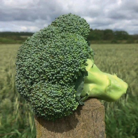 Титаниум F1 семена брокколи 1000 штук