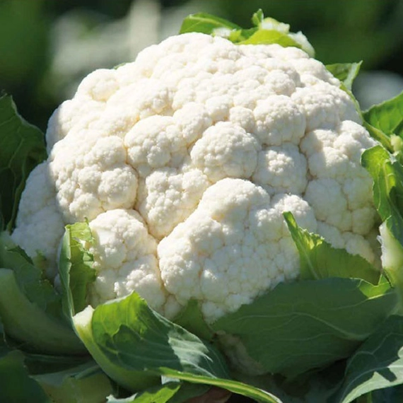 Абени F1 семена цветной капусты