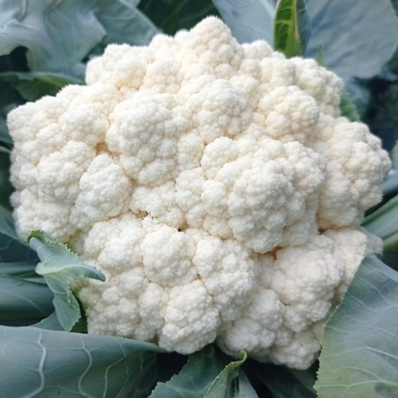 Вайтекс F1 семена цветной капусты 1000 семян