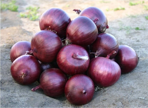 ЕХ 07714593 F1 семена репчатого лука 250 000 штук