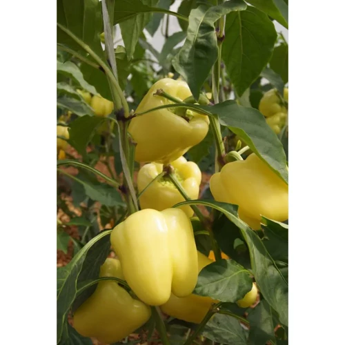 Беладонна F1 семена перца 500 штук