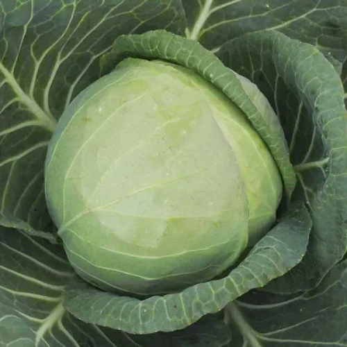 Фарао F1 семена капусты белокочанной 2500 штук