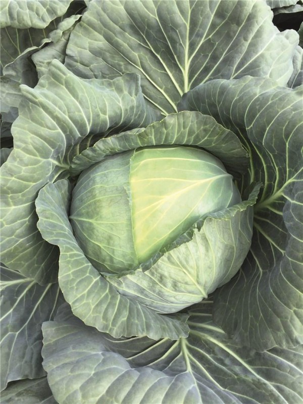Репорт F1 семена белокочанной капусты 2500 штук